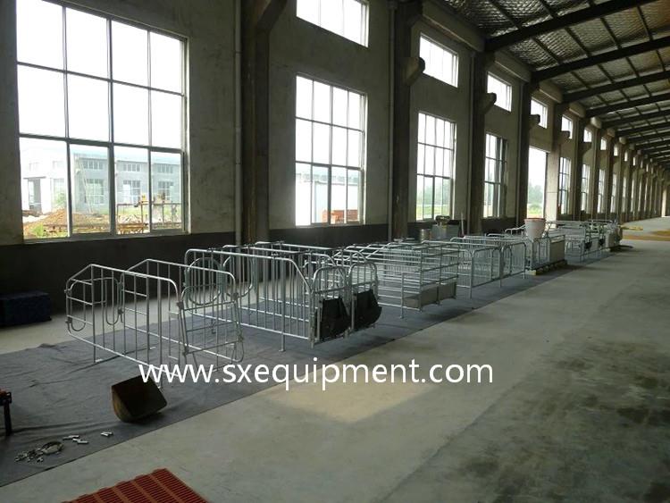 pig gestation stall 17.jpg